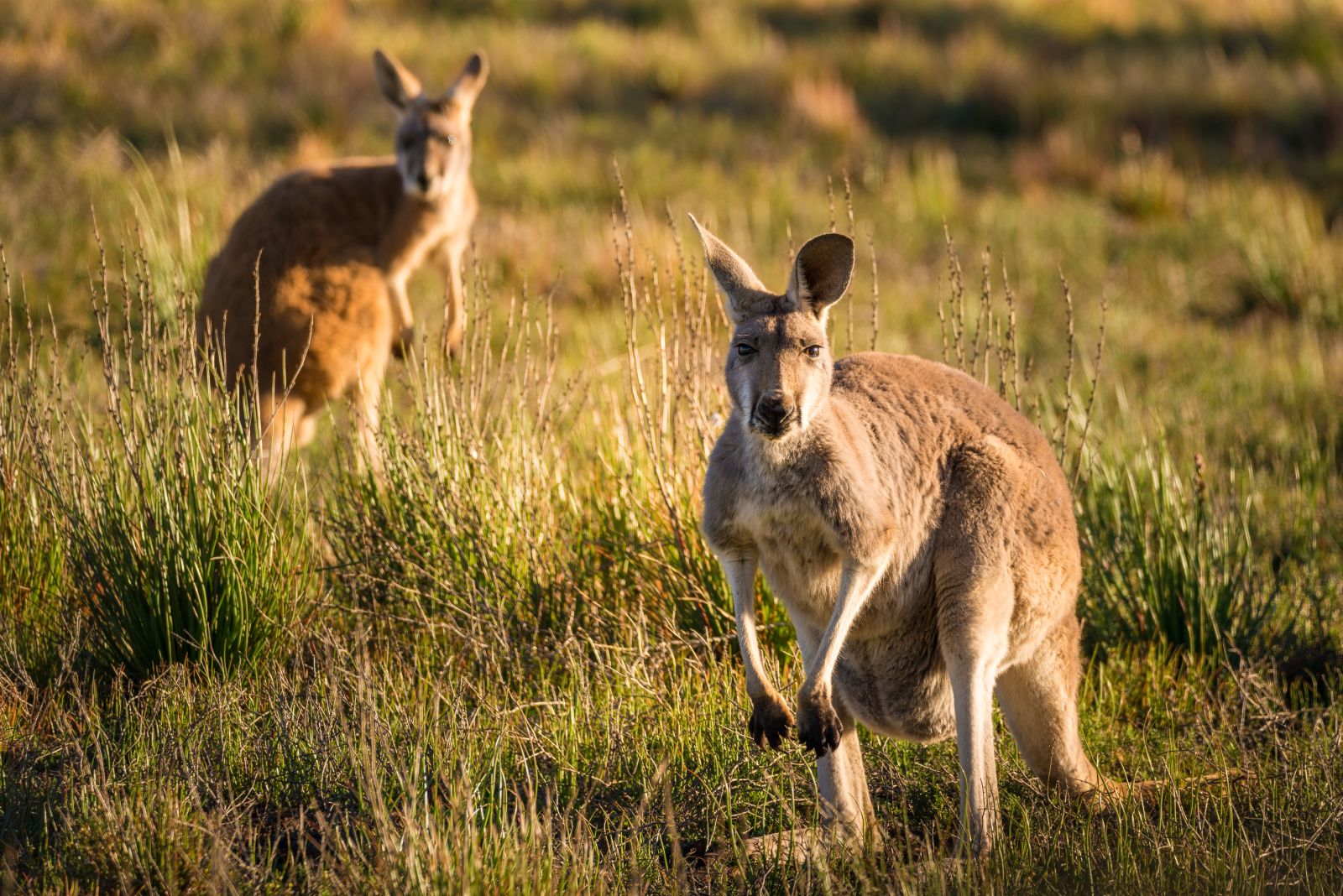 Kangaroos in a field in Australia