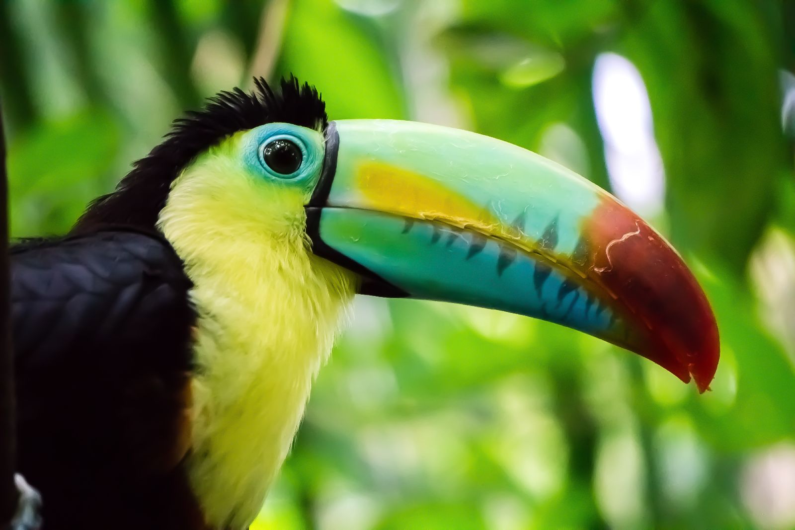 A toucan in the tropical forests of Central America