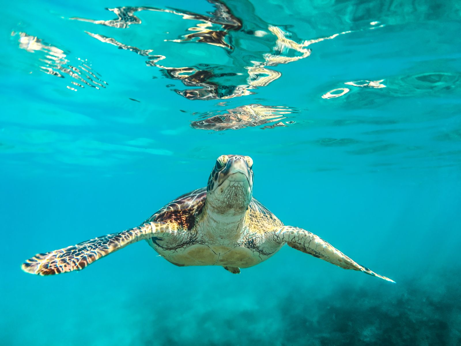 Turtle swimming in the fresh clear waters of Belize