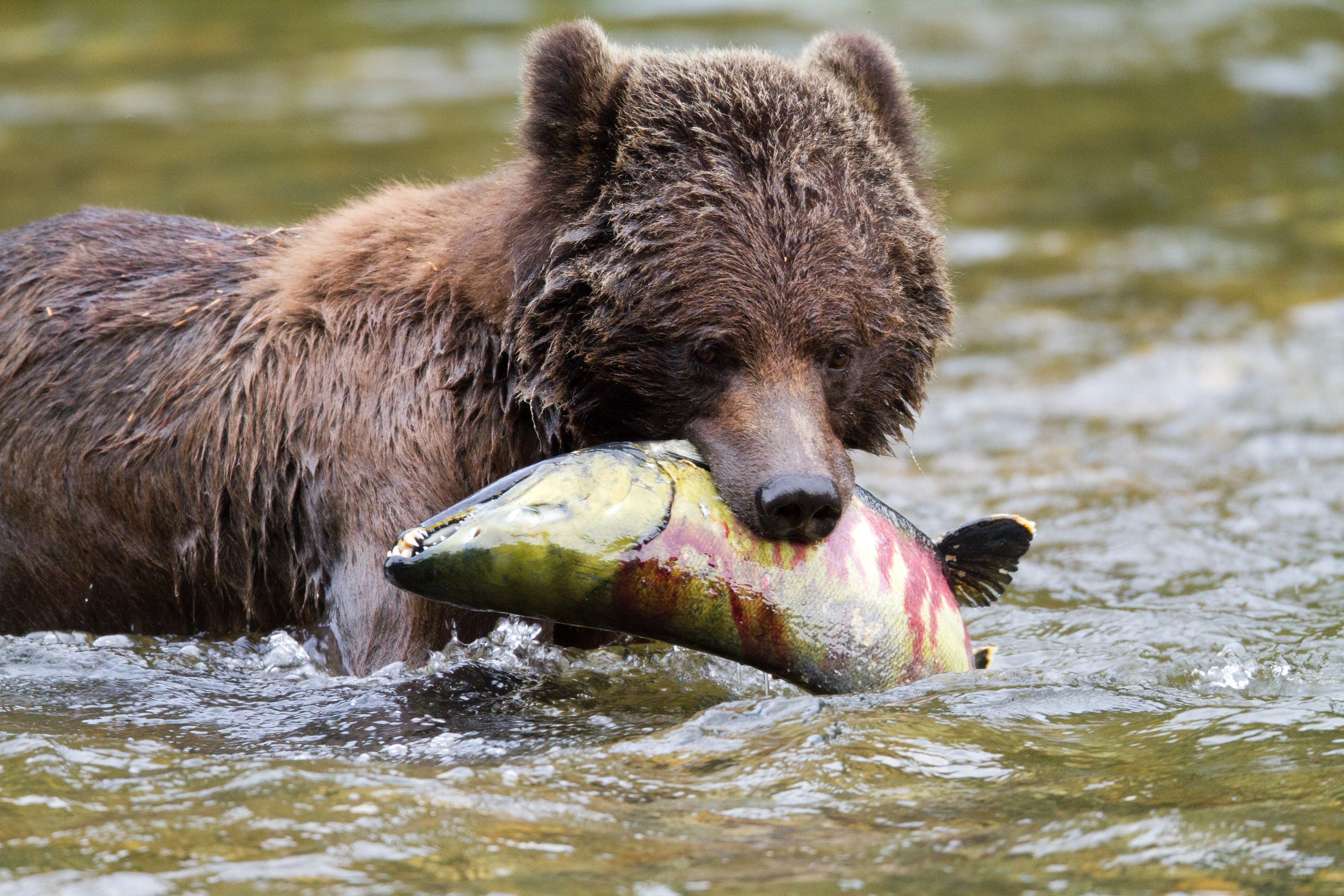 Bear catching salmon in river near Great Bear Lodge, Canada