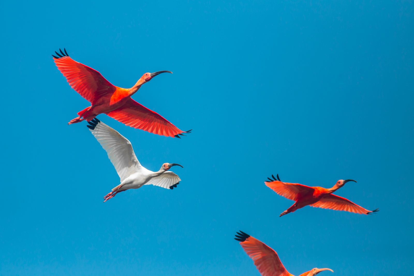 Scarlet ibis birds soaring in Los Llanos, Colombia