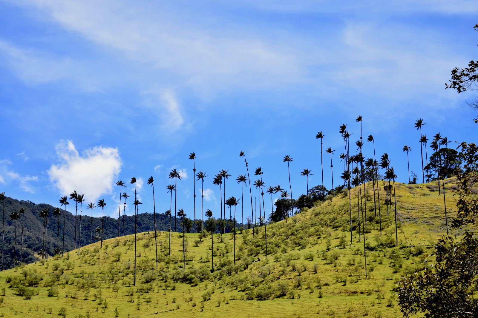Cocora Valley with towering trees in the coffee region, Colombia