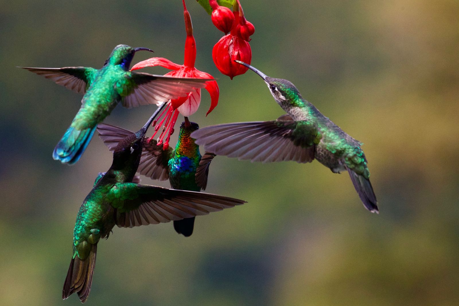 Four colourful Hummingbirds hovering round a red flower in Costa Rica