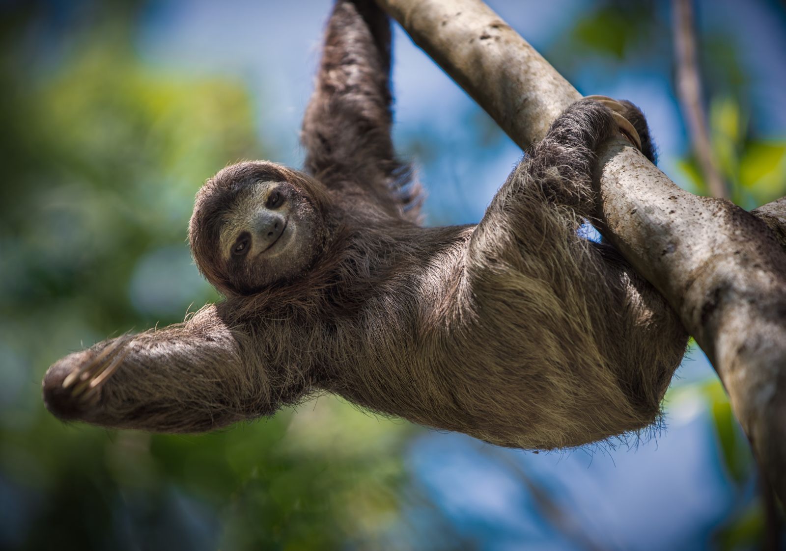 a sloth seen in central america
