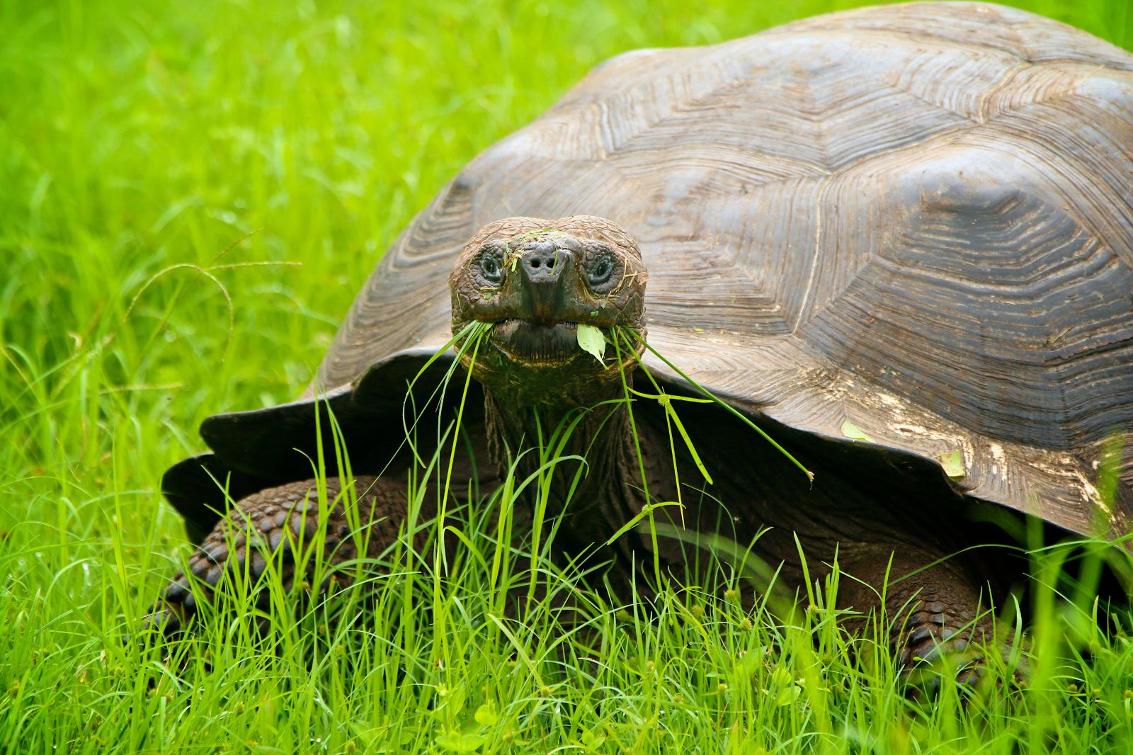 A tortoise spotted on the grounds of Pikaia Lodge on the Galapagos Islands of Ecuador