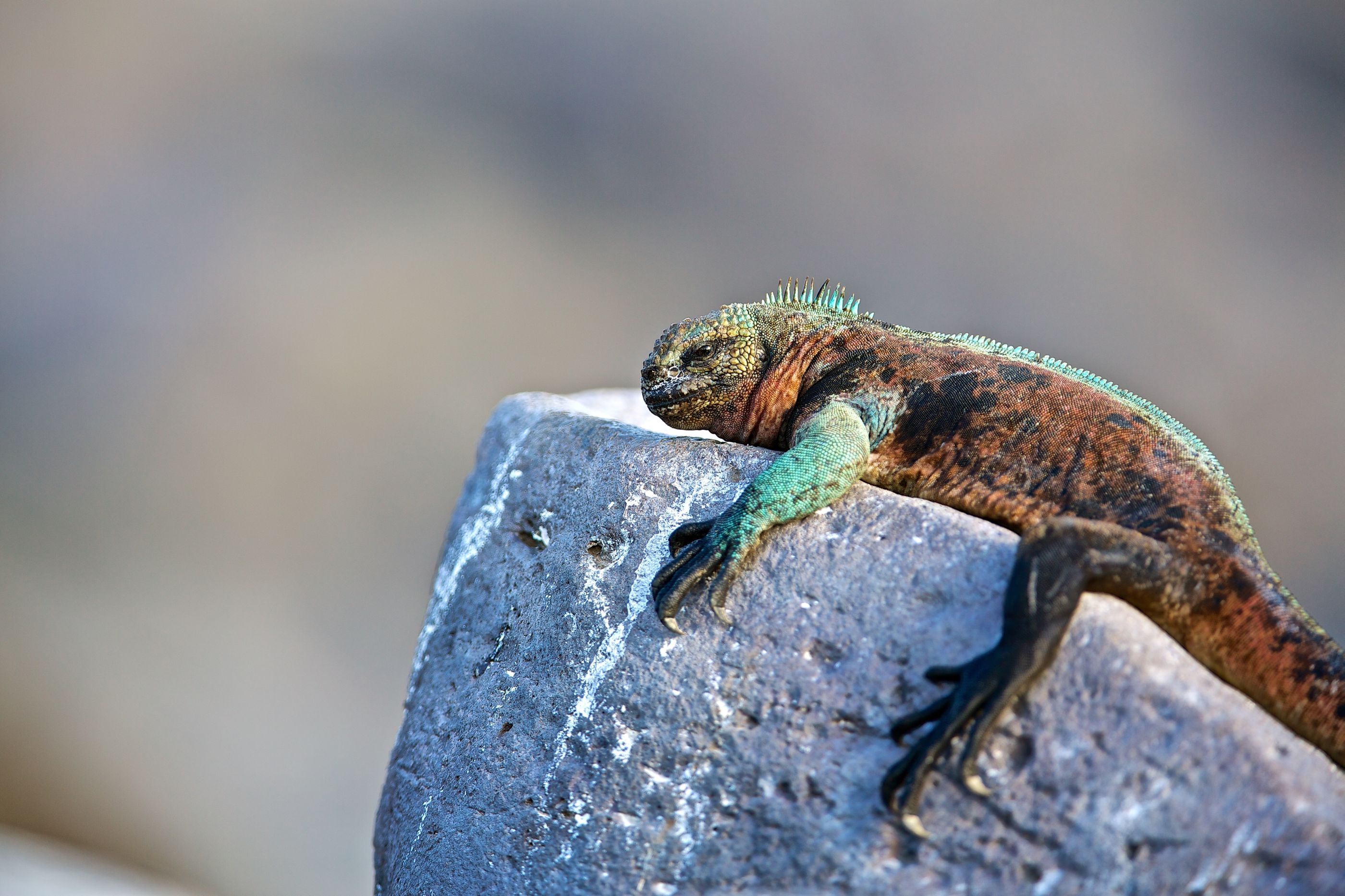 Iguana chilling on a  rock in Galapagos 