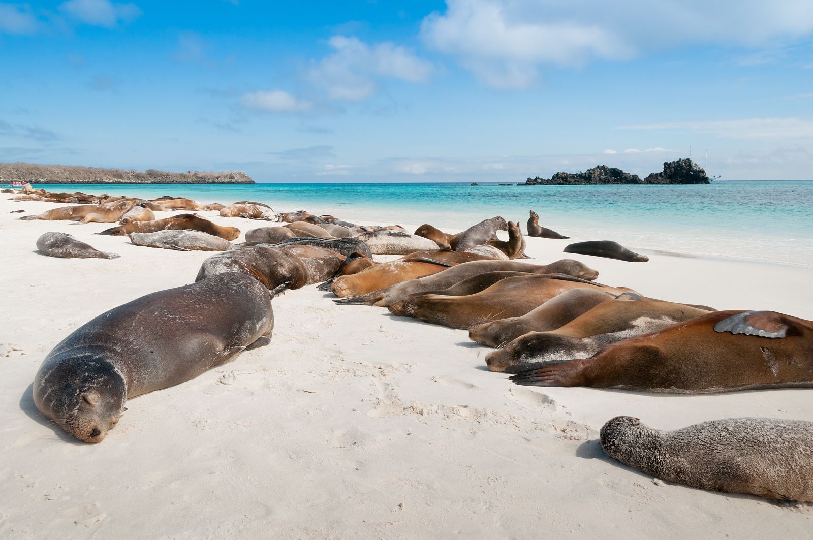 See Sea lions basking on the beach on a luxury holiday to the Galapagos Islands