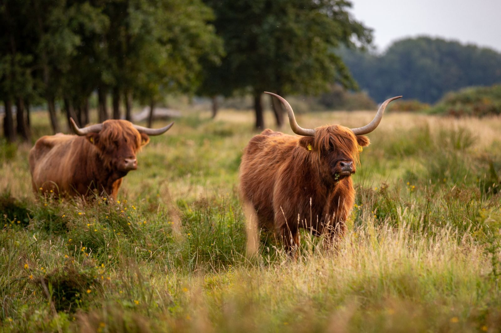Highland cows of Scotland