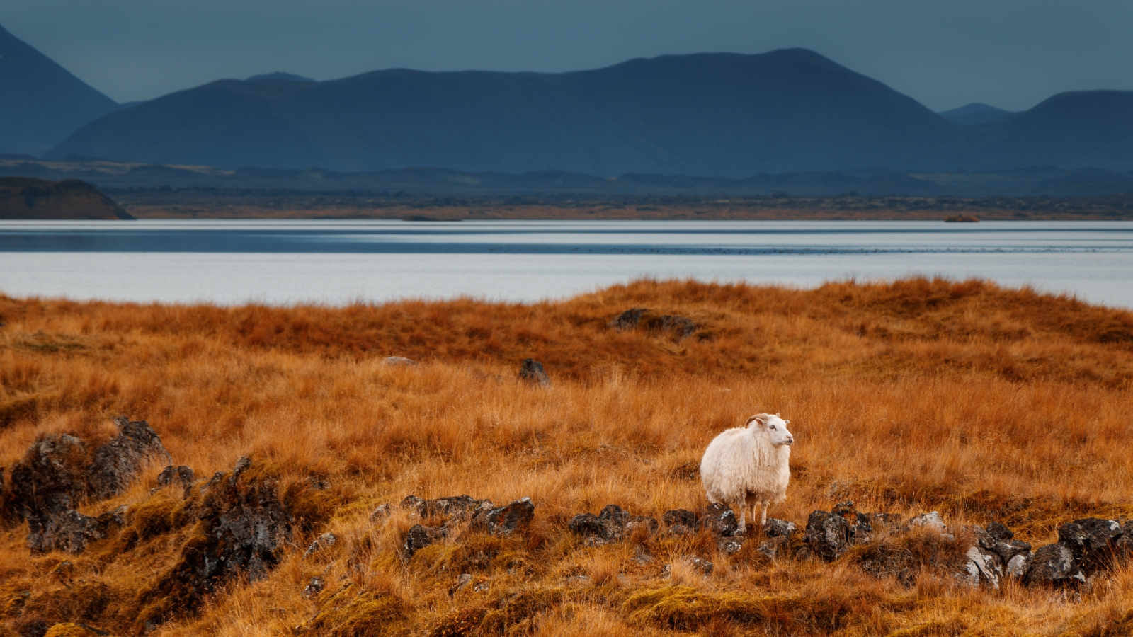 Lone sheep in Iceland