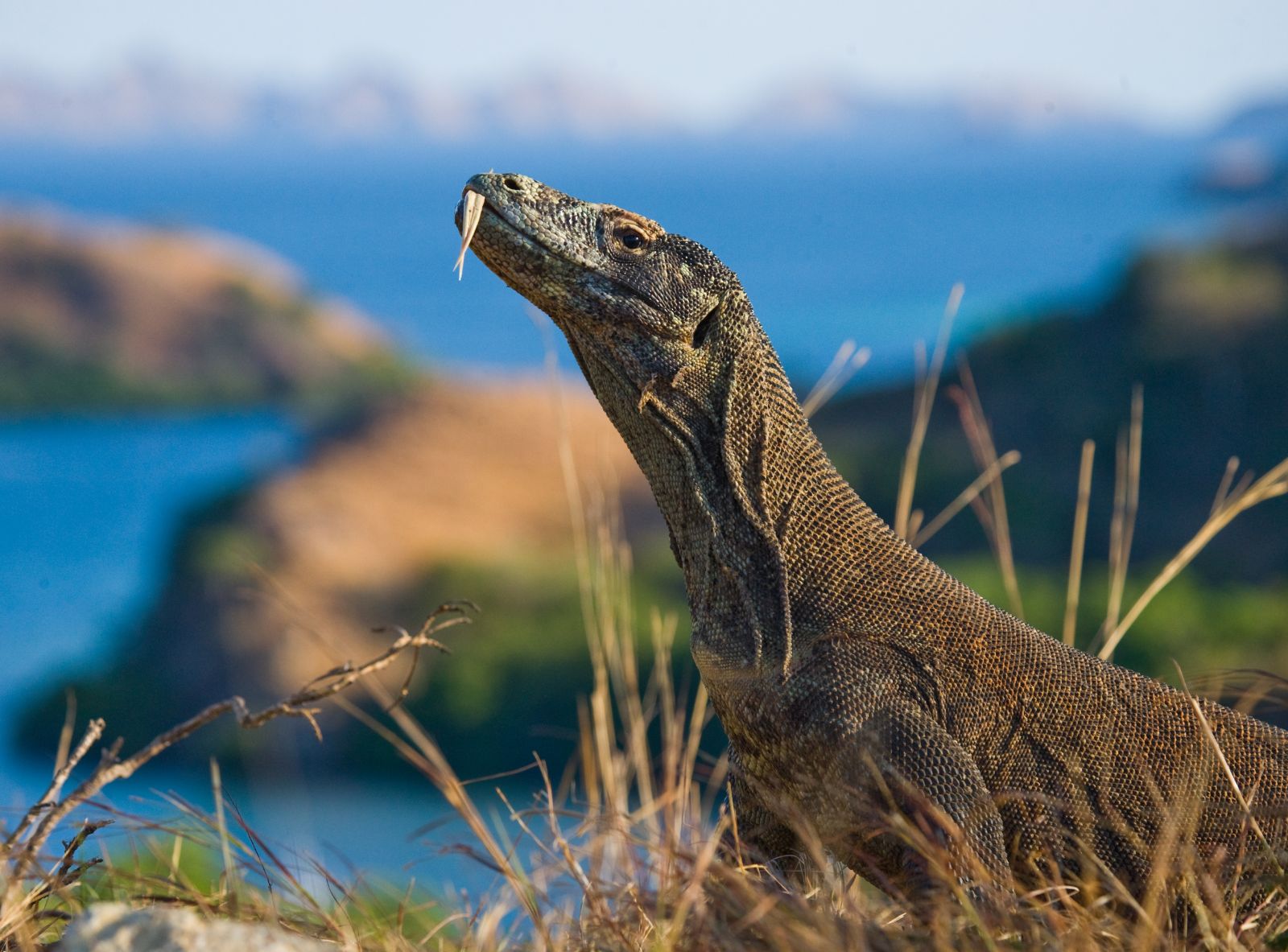 A komodo dragon spotted on the Komodo Islands in Indonesia