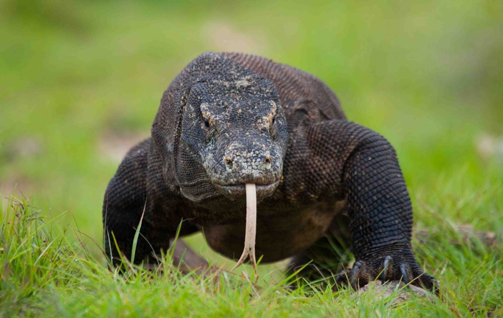 A Komodo dragon spotted in Indonesia