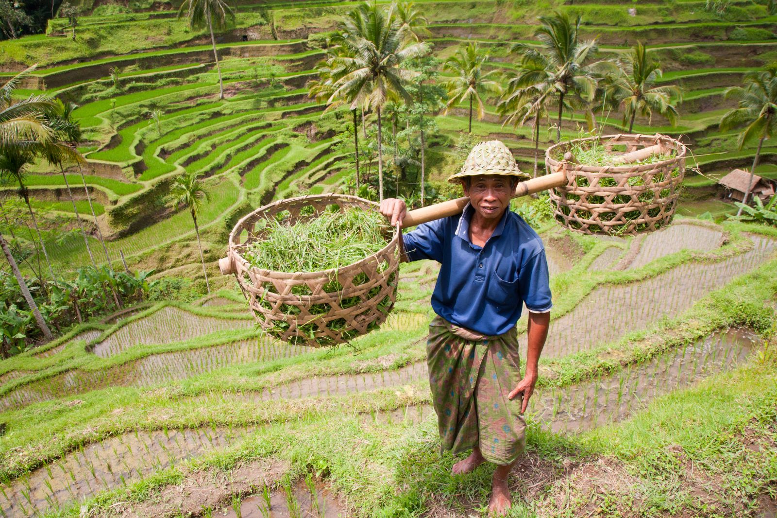 A ricer farmer in Indonesia