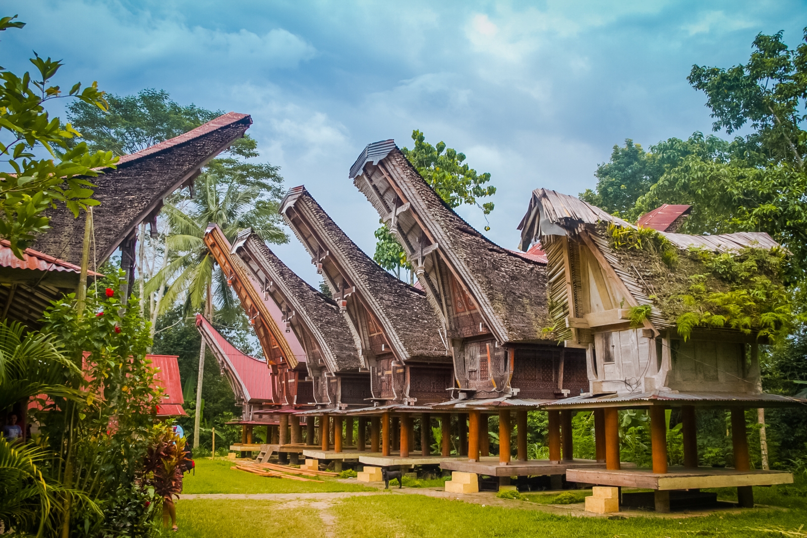 A row of traditional Toraja barns