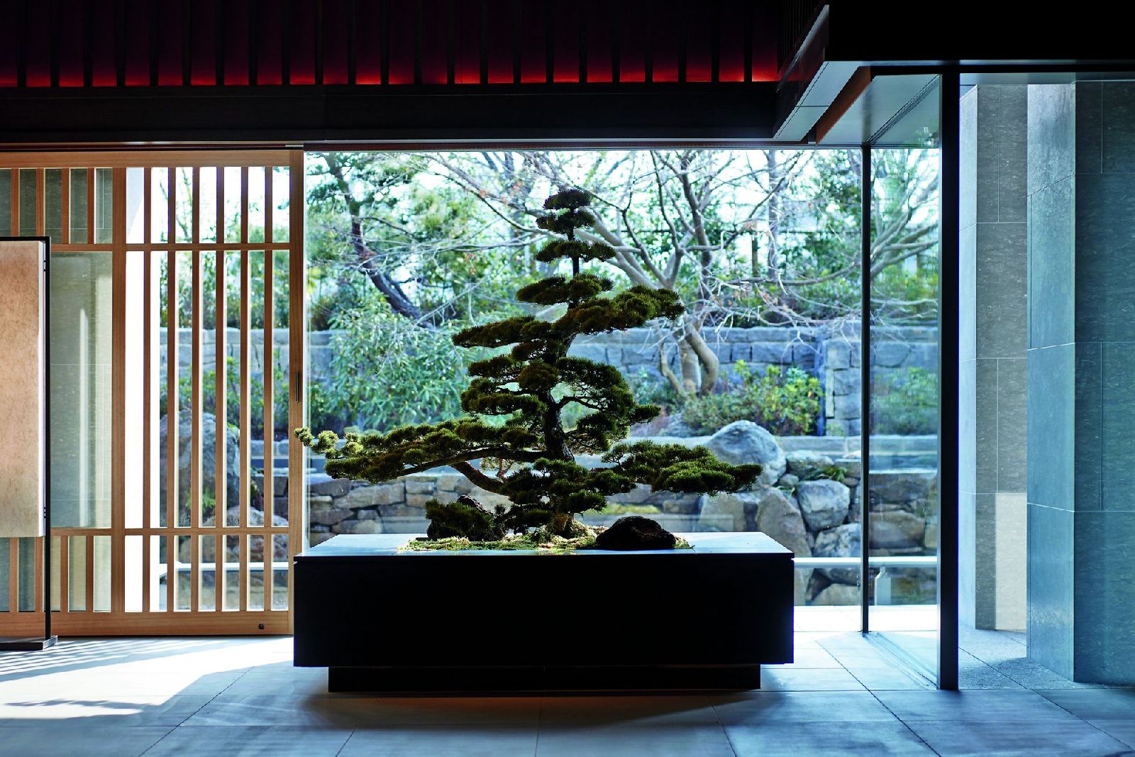 Bonsai tree in the lobby of the Ritz Carlton Kyoto in Japan