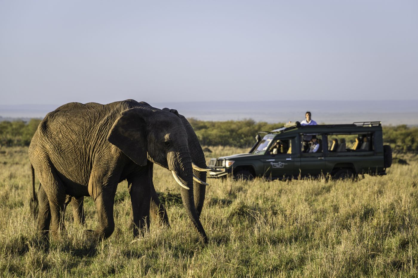 Guests in a safari jeep driving past two elephants at Governors Camp in Kenya