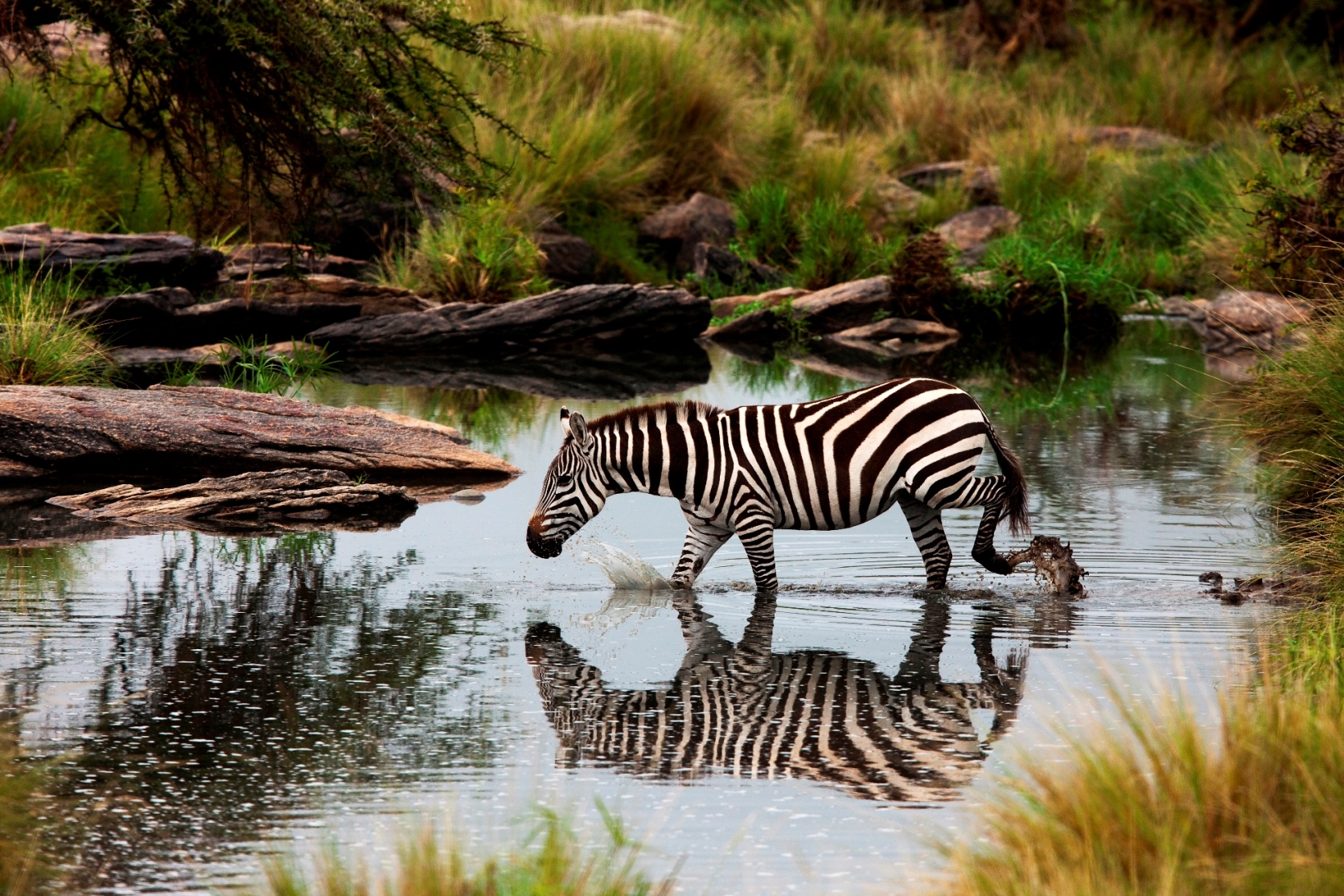 Zebra walking through water near Mara expedition camp, kenya