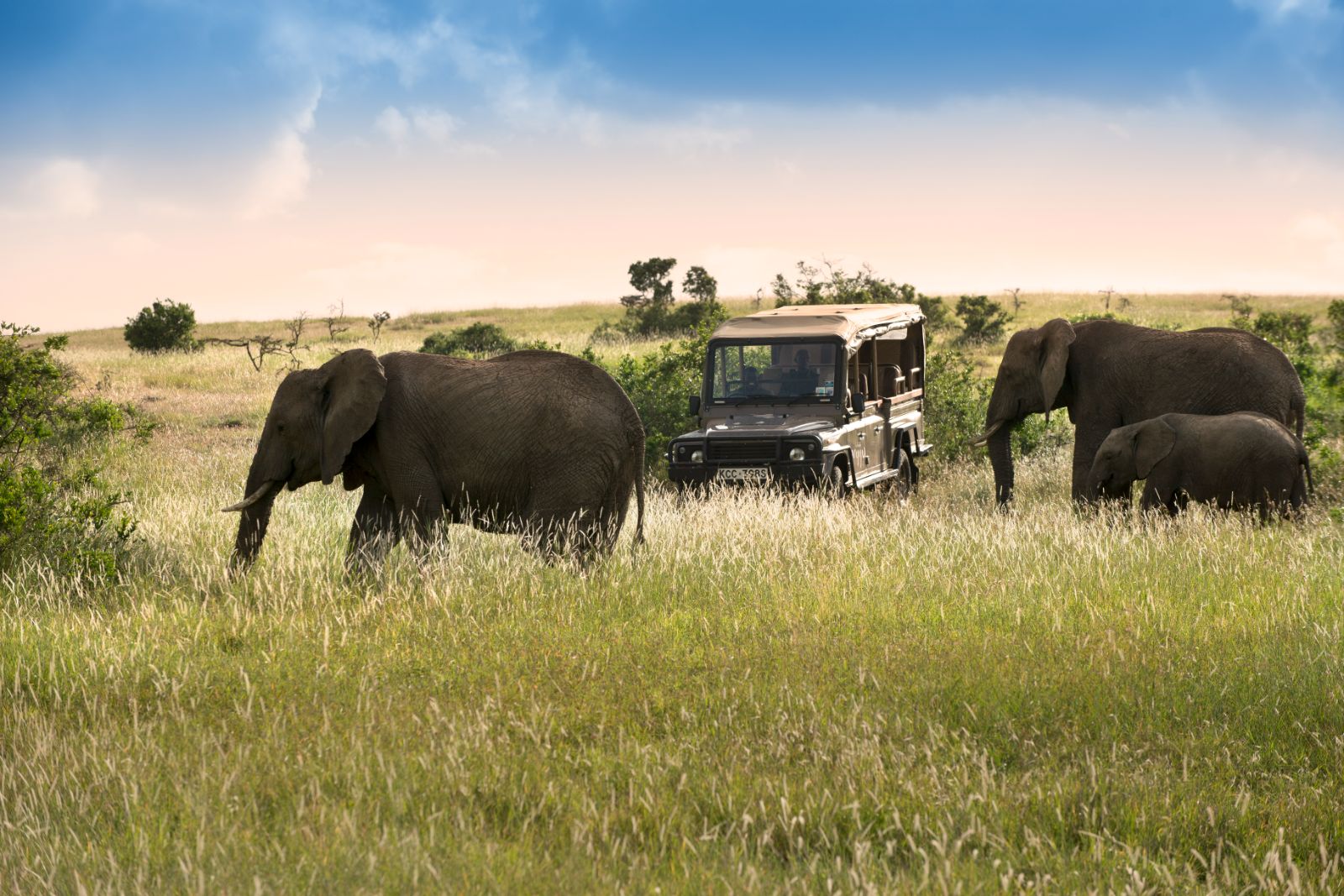 Elephants spotted on a game drive from Arjiju private house on the Borana Lewa Conservancy