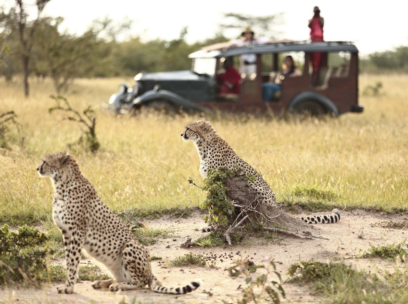 Tourists observing cheetah in the Masaai Mara on a game drive from Cottars