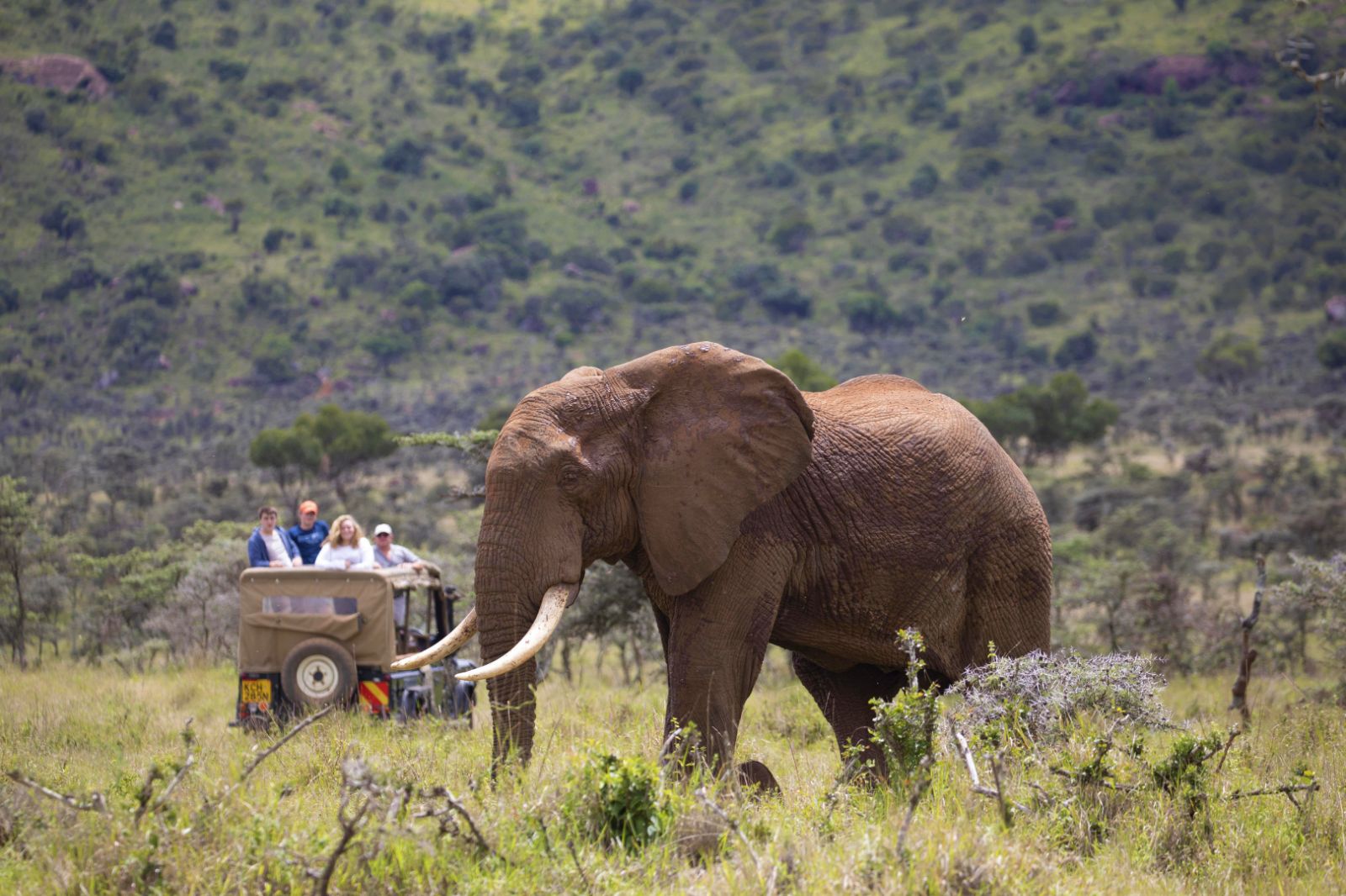 An elephant spotted on the grounds of Enasoit private house on the Laikipia Plateau in kenya