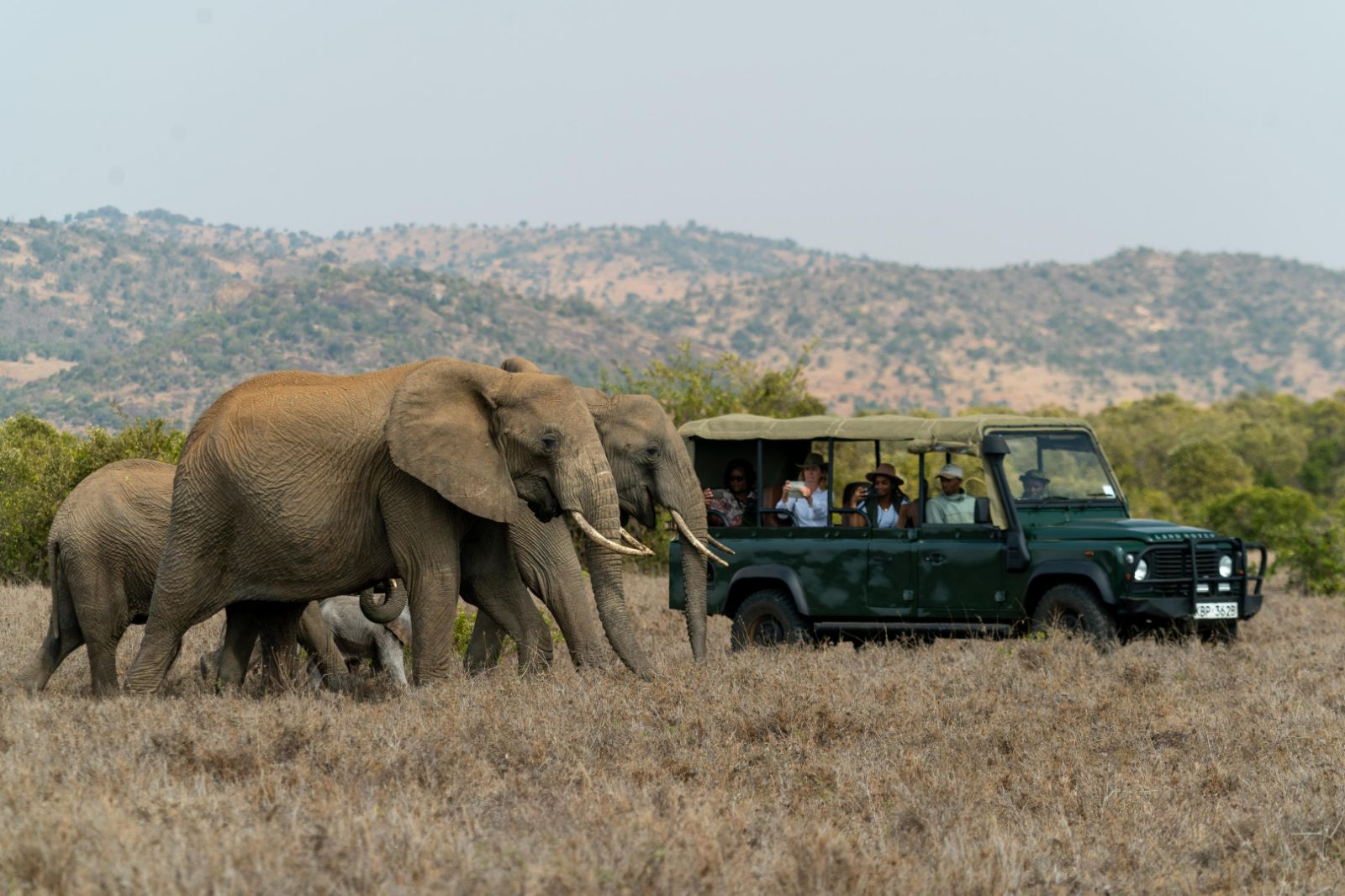 Elephants spotted on a game drive on the grounds of Laragai House on the Borana Conservancy in Kenya