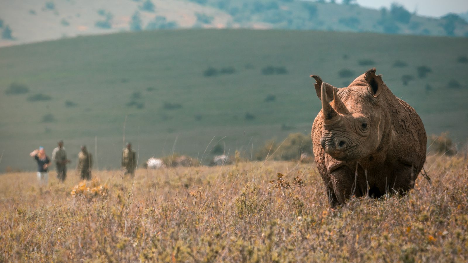 A rhino spotted on the grounds of Lengishu private house in Laikipia in Kenya