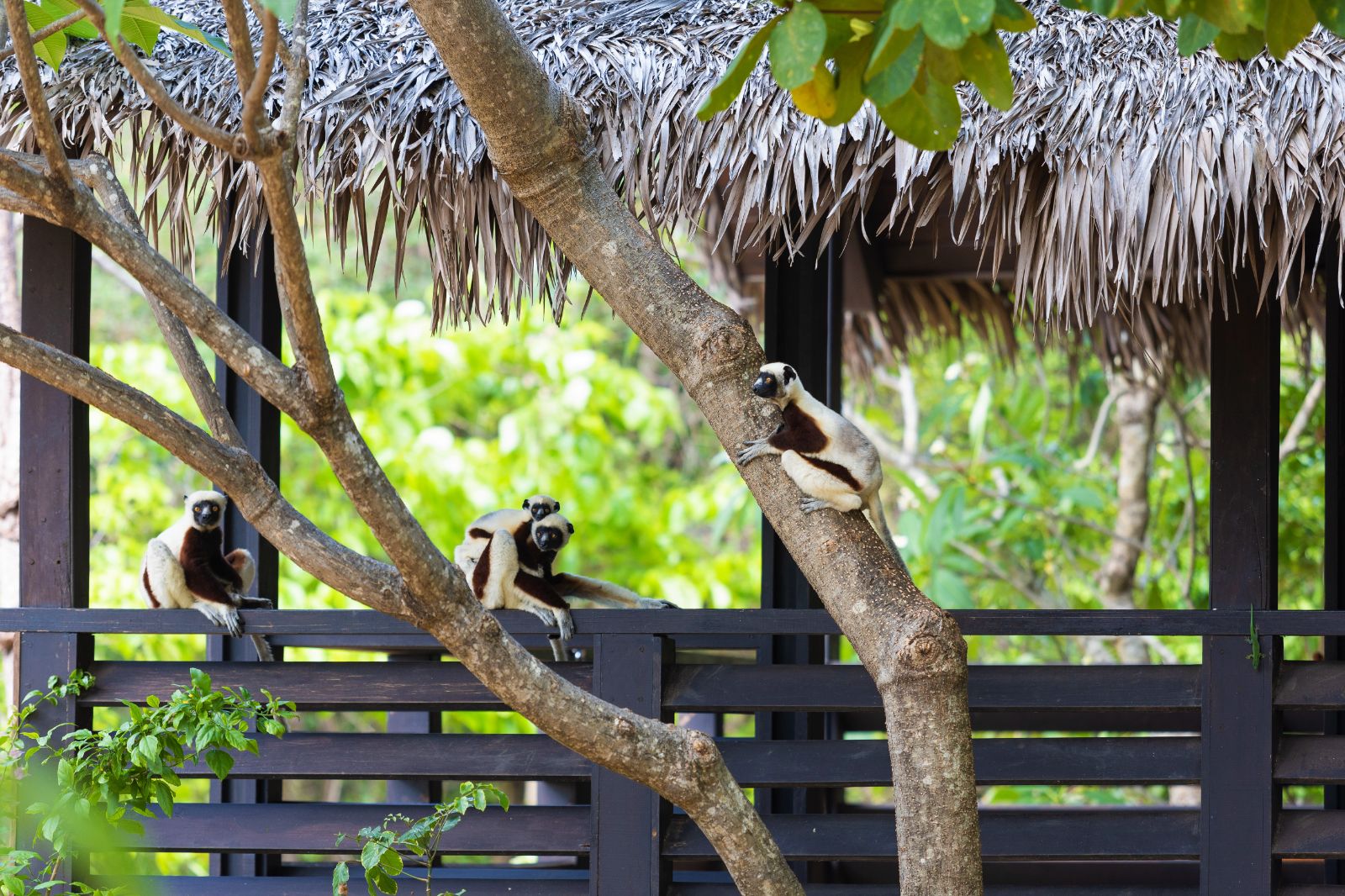 Sifakas spotted on the terrace of Anjajavy L'Hotel in Madagascar