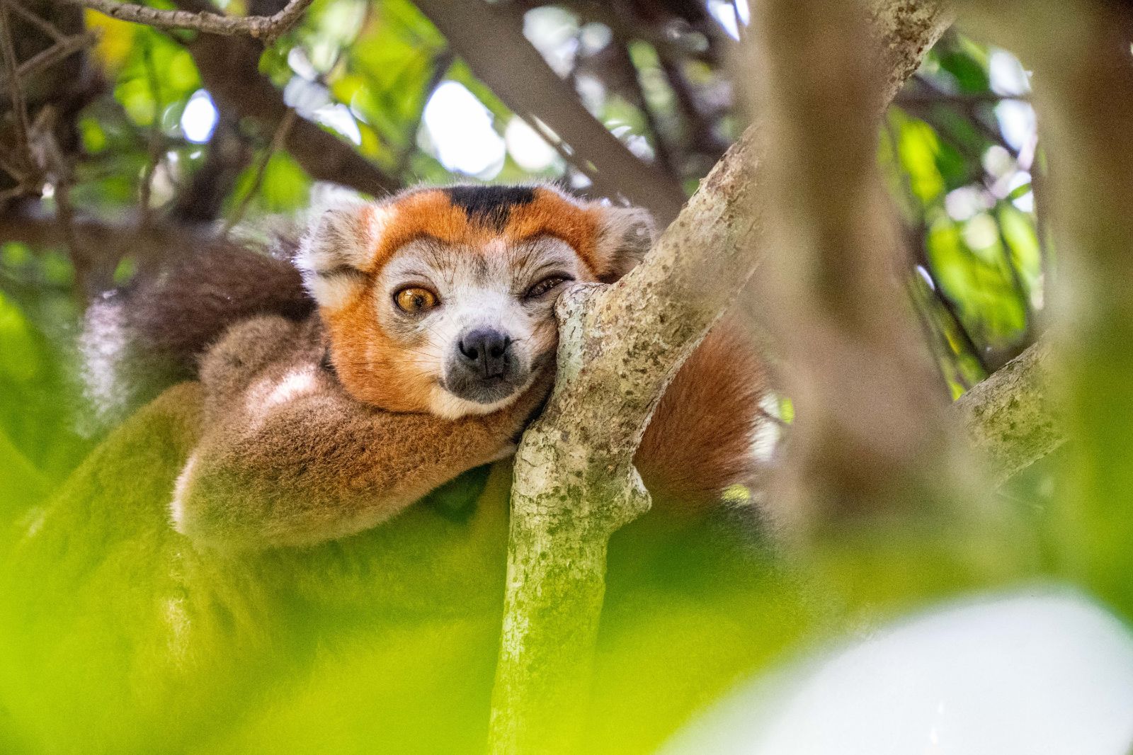 Lemur sleeping in a tree on the grounds of Miavana private island resort off Madagascar's north coast