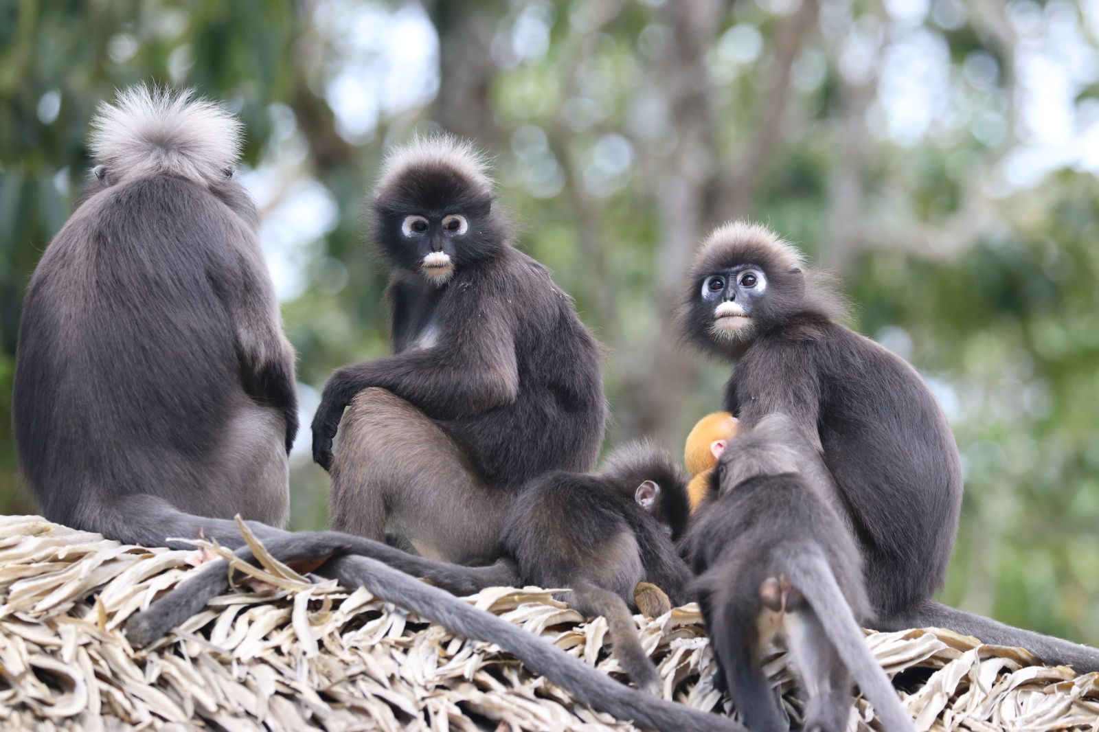 Dusky Langur monkeys in Malaysia