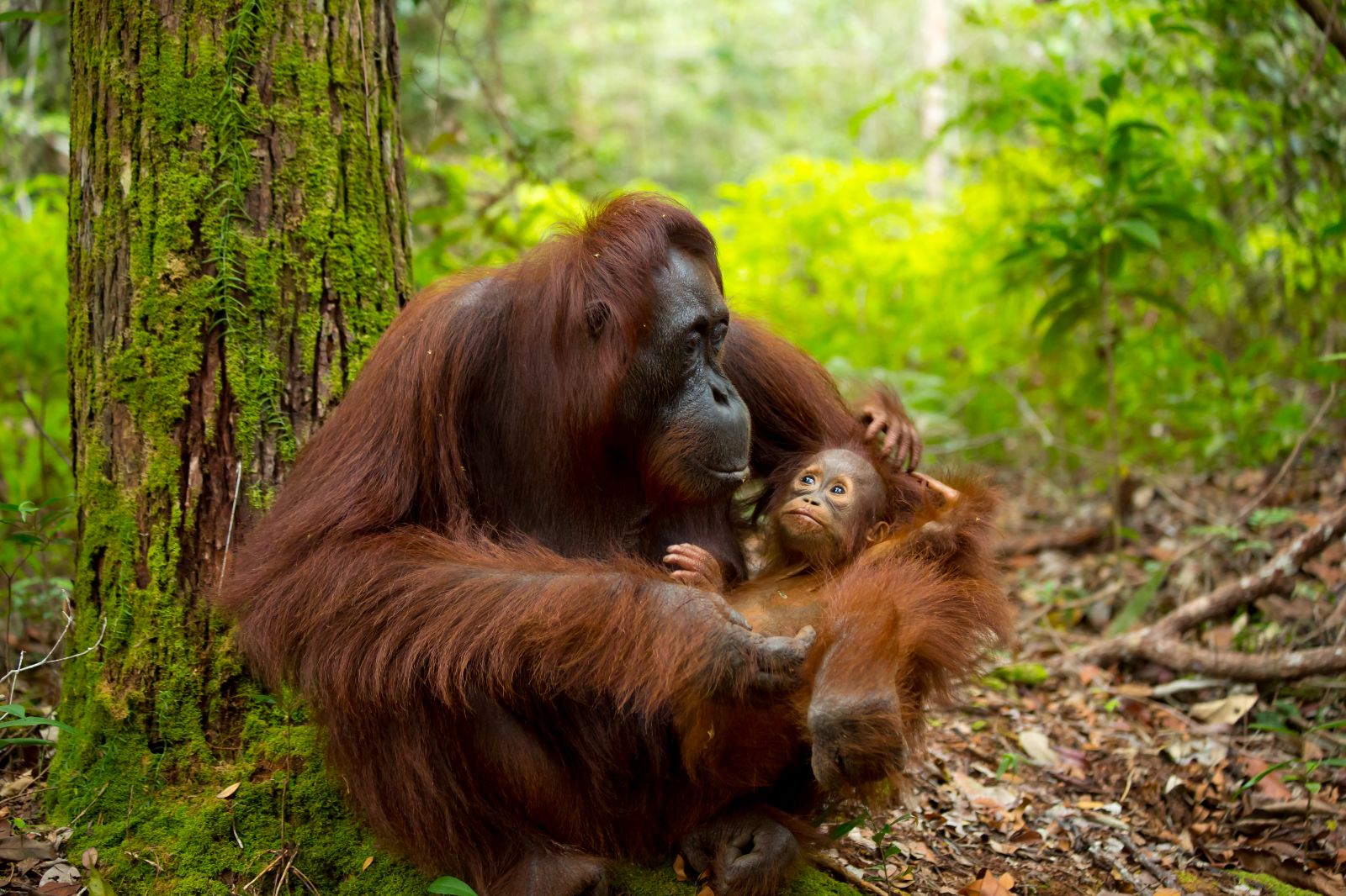 Mother and baby orangutan in Borneo, Malaysia