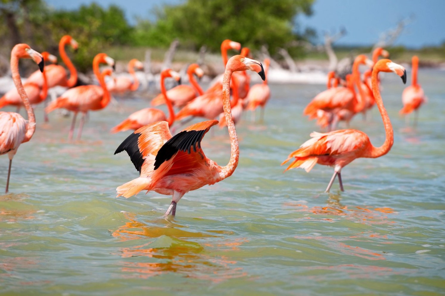 Flamingos in Celestun Biosphere Reserve on the Yucatan Peninsula in Mexico