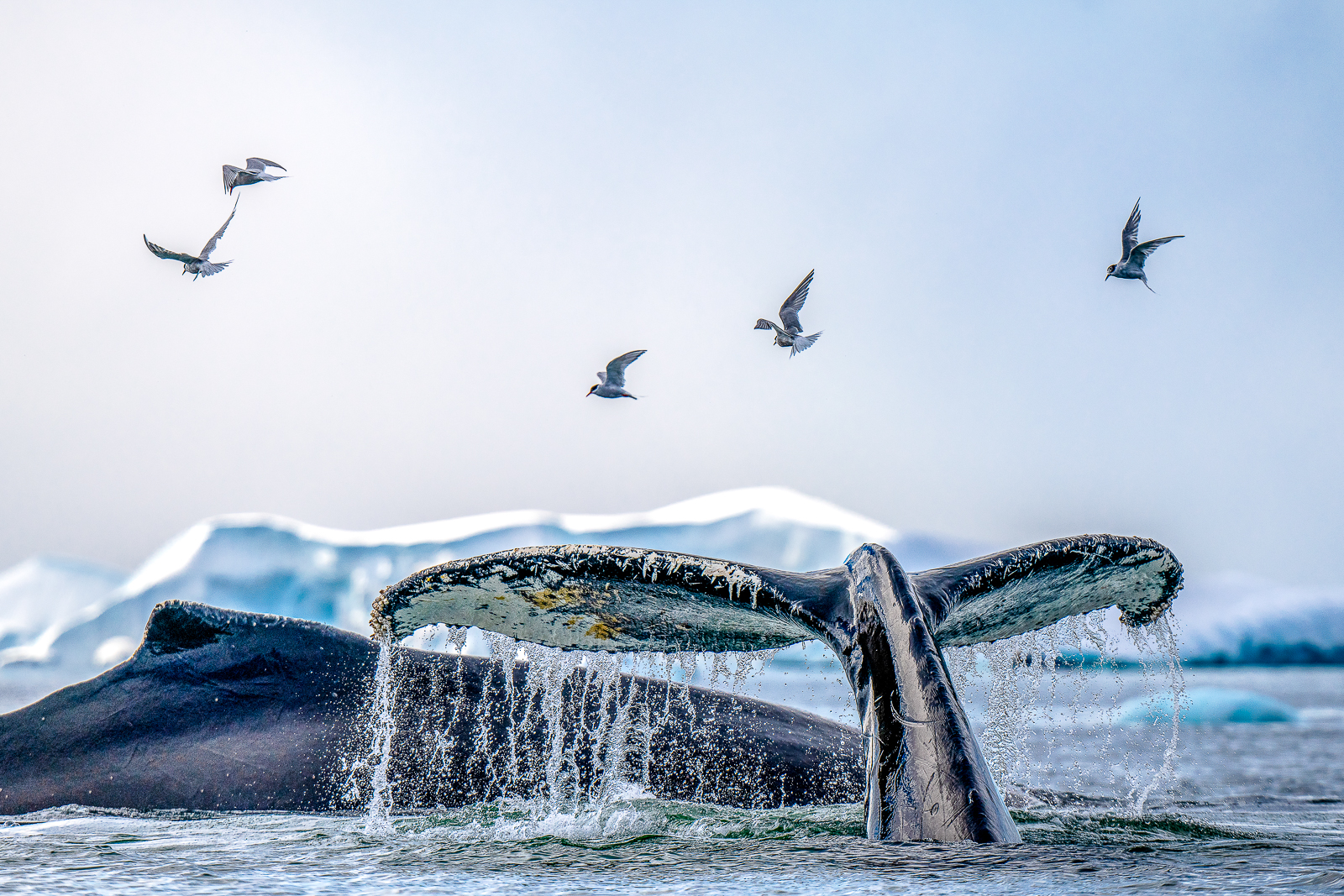 A whale breaching the waters of the South Shetland Islands viewed from the Magellan Explorer