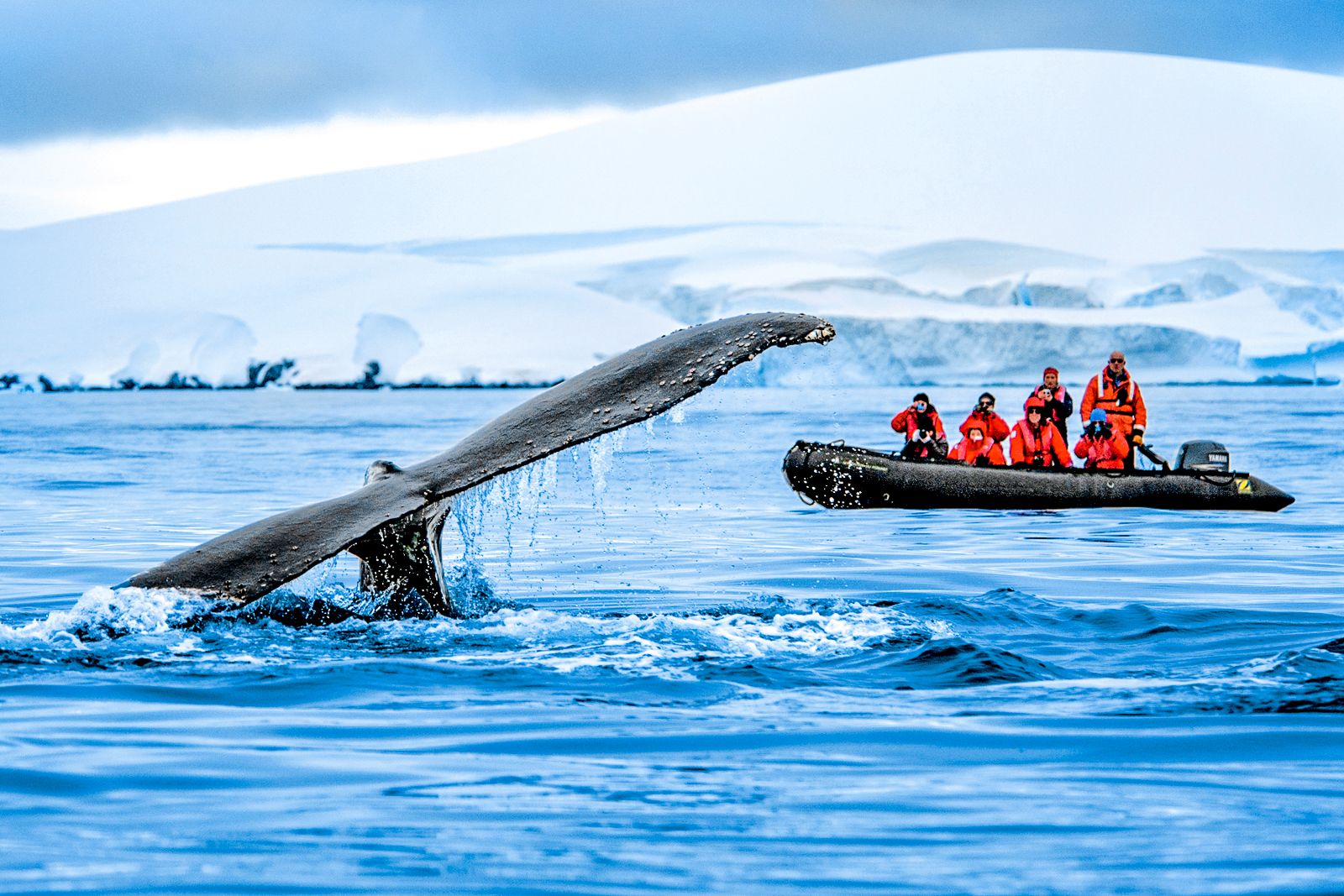 A whale spotted breaching Antarctic waters in a zodiac from Ponant's Le Commandant Charcot cruise ship