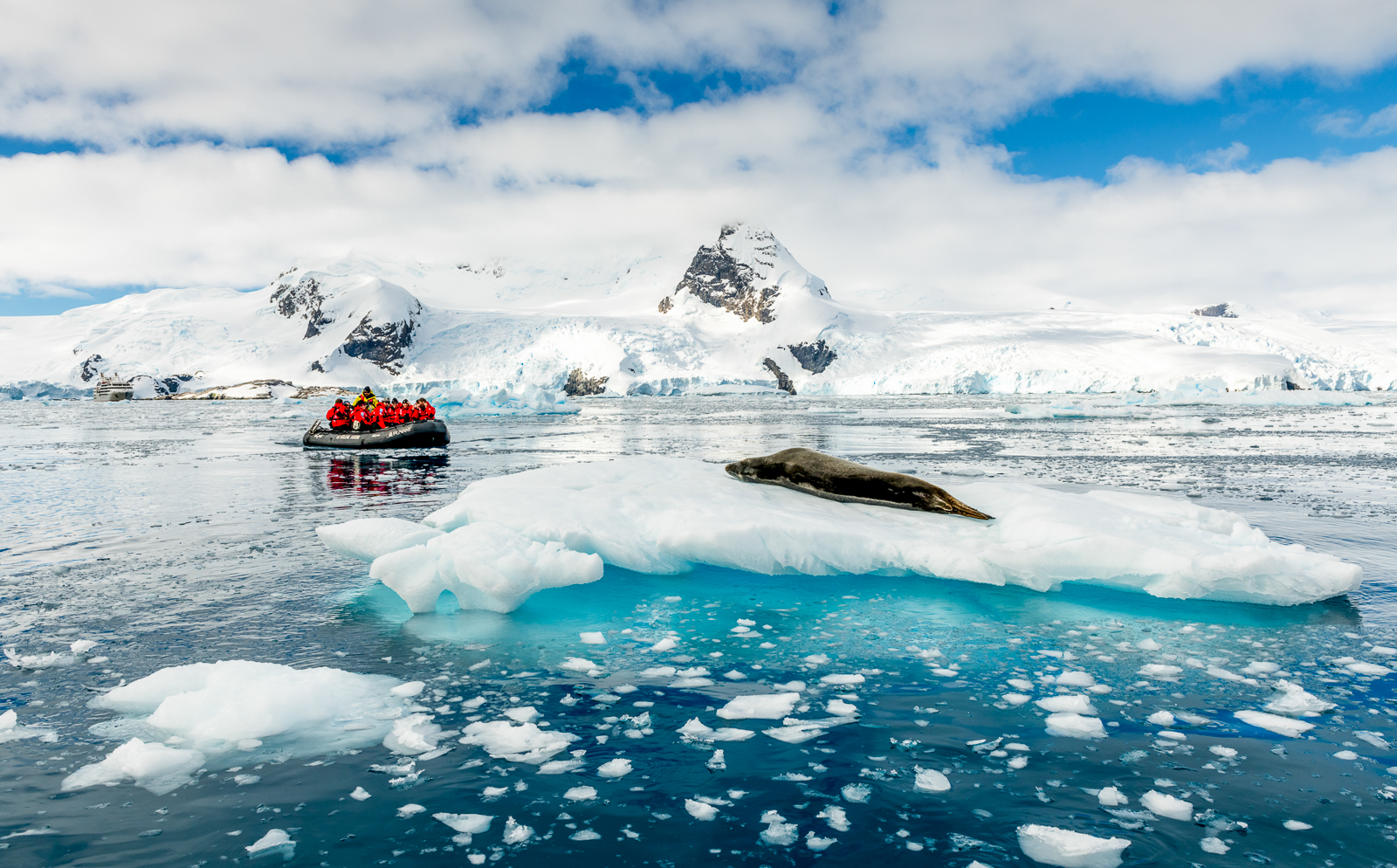 A zodiac safari from Ponant's Le Lyrial viewing a seal in Antarctica