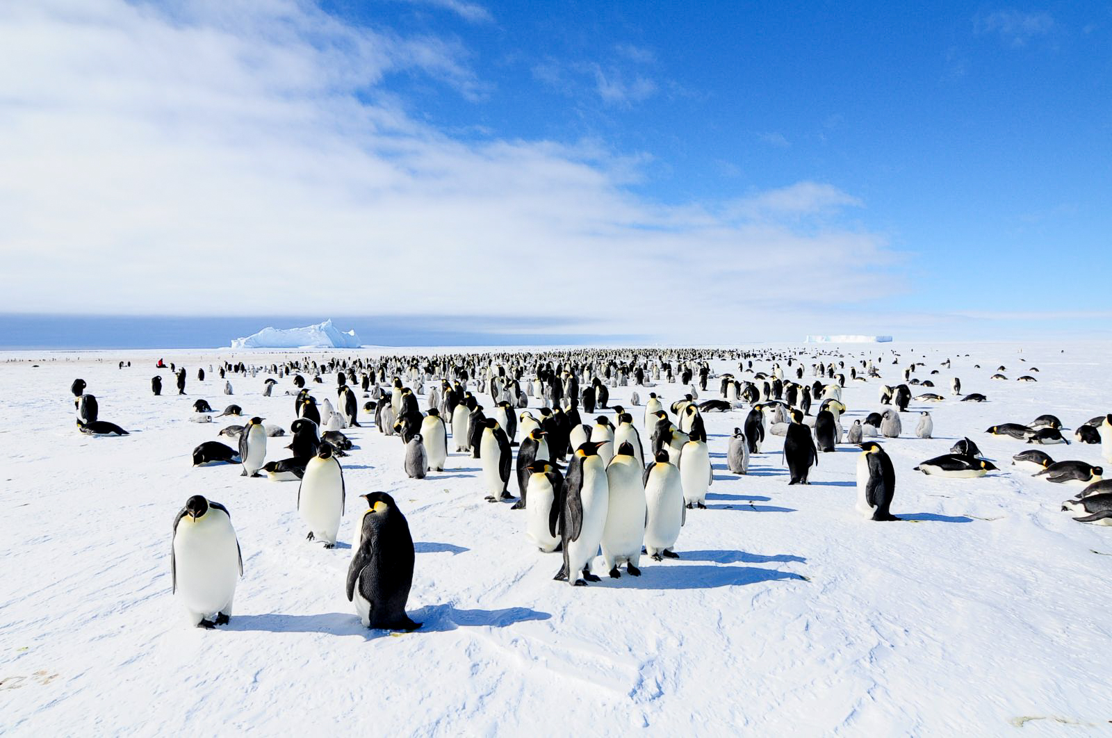 A colony of penguins in Antarctica viewed by guests of Echo camp by White Desert