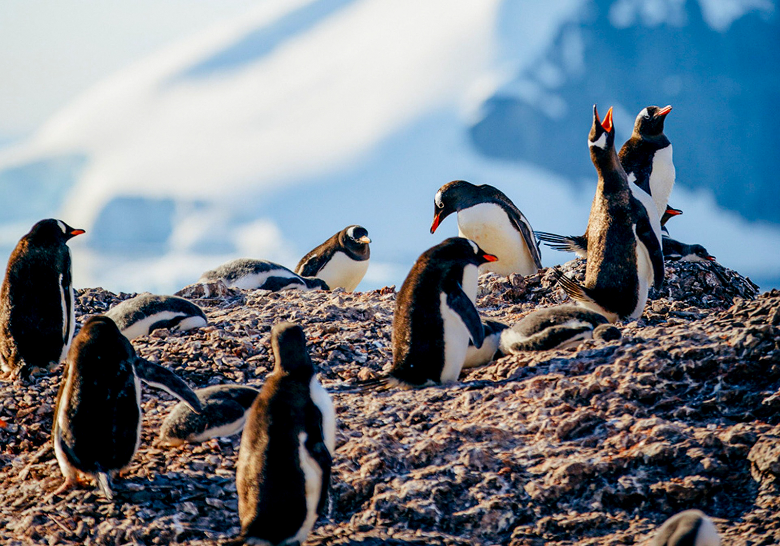 Gentoo penguins spotted in Antarctica