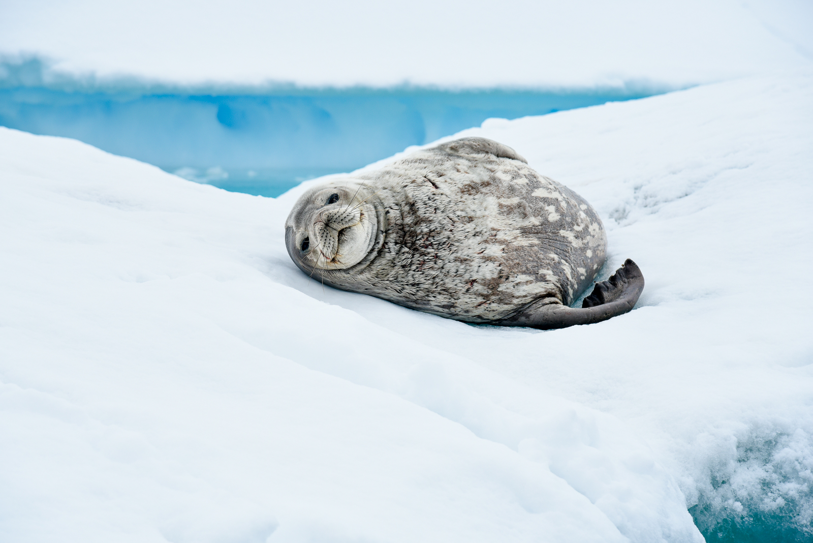 A seal spotted in Antarctica from a Ponant cruise ship