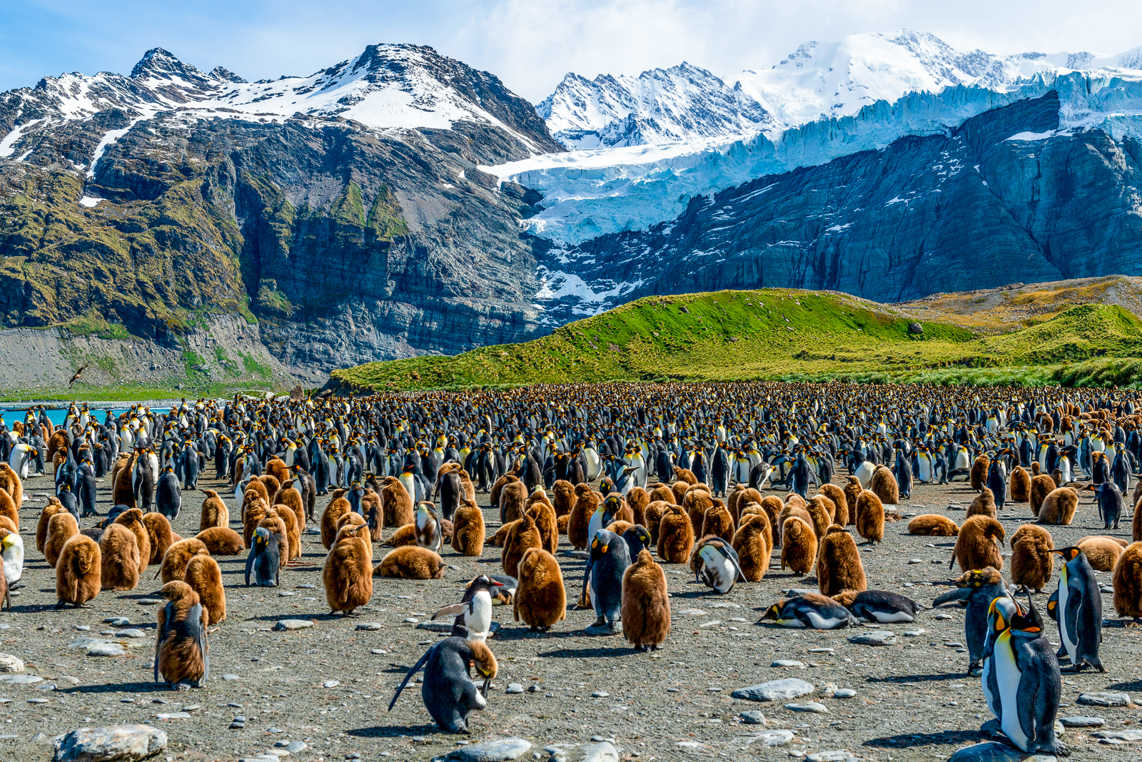 A colony of penguins in South Georgia