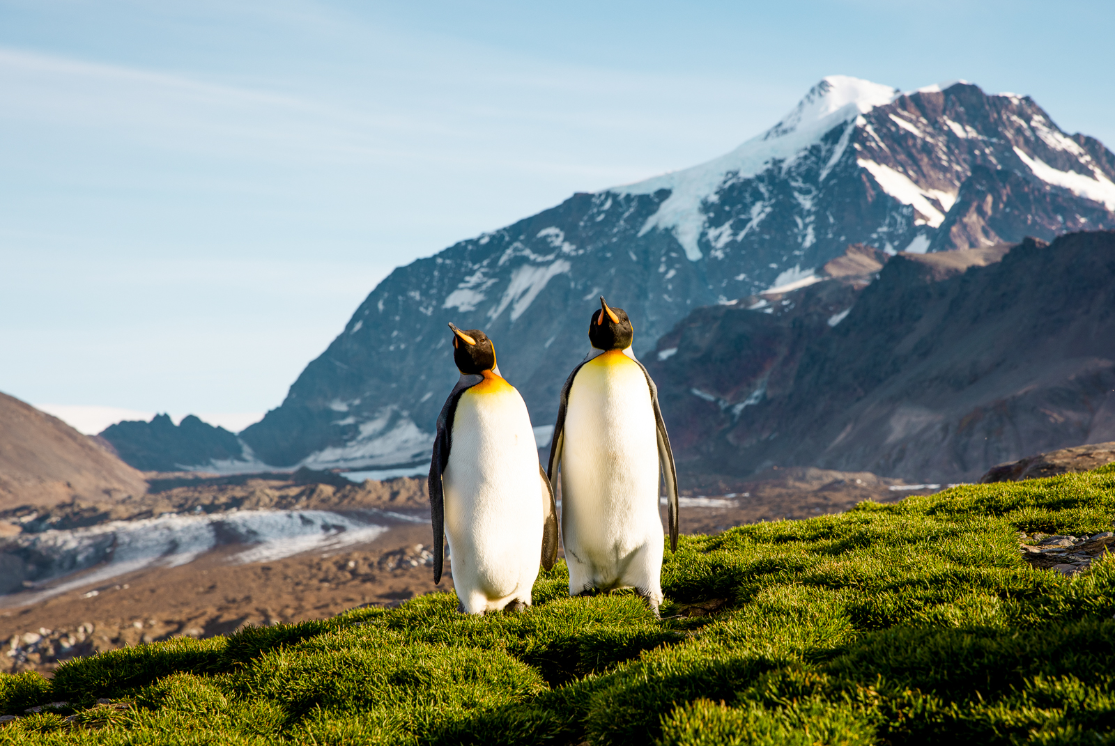 A couple of penguins spotted in South Georgia, Antarctica