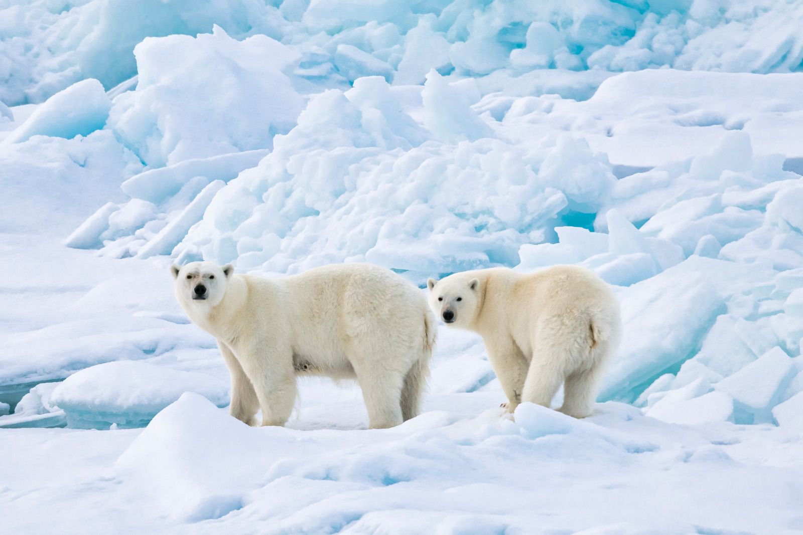 Polar bears spotted from Ponant's Le Commandant Charcot in the Arctic