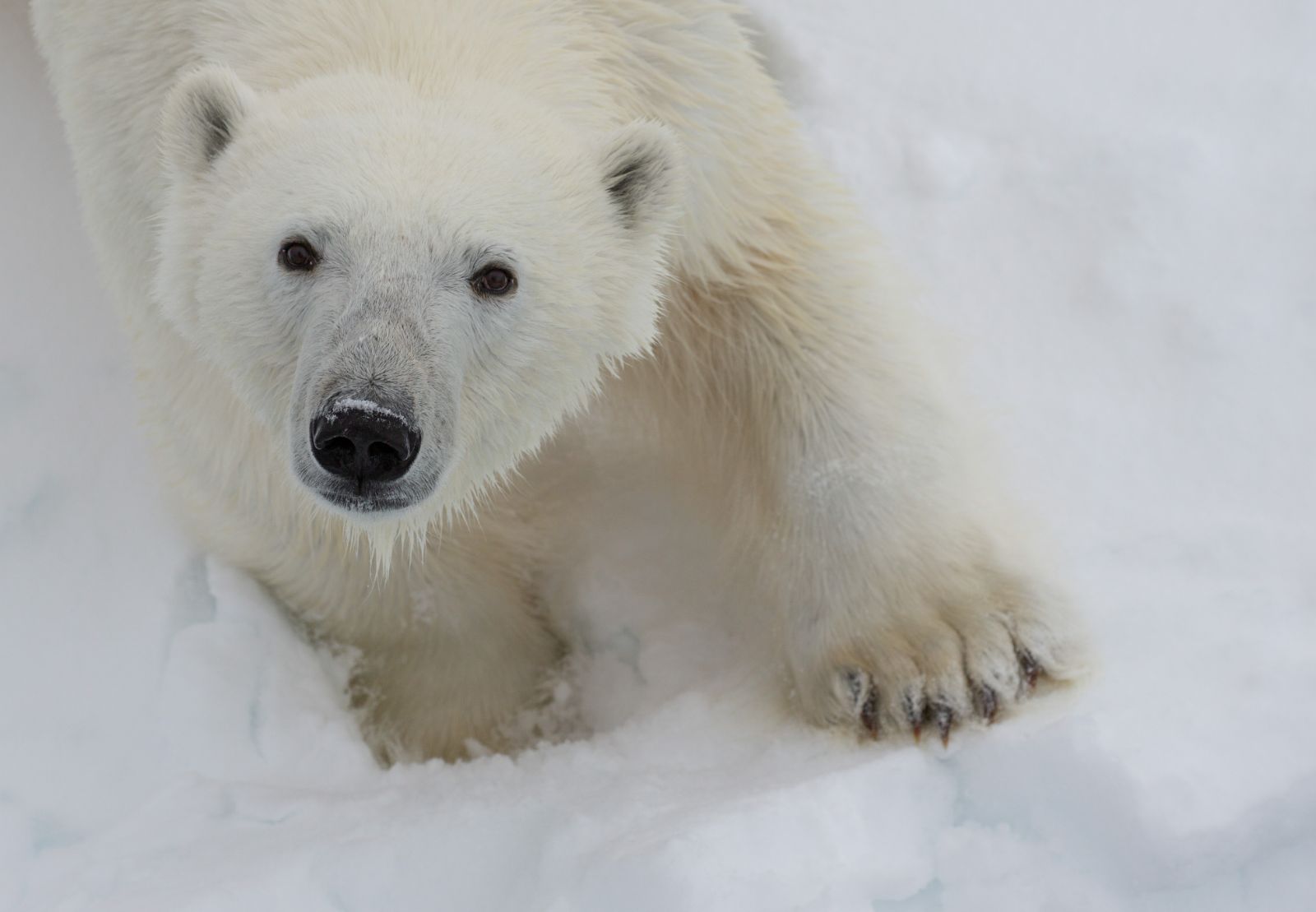 Closeup of a Polar Bear looking up at the camera in Svalbard Norway