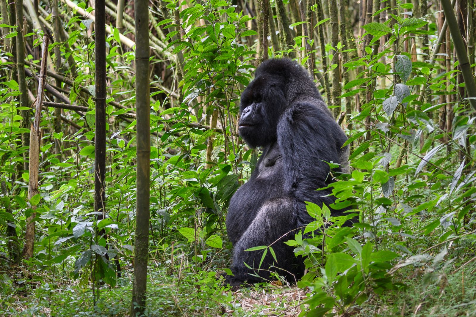 A gorilla sitting in a green leafy forest at Bisate Lodge Rwanda