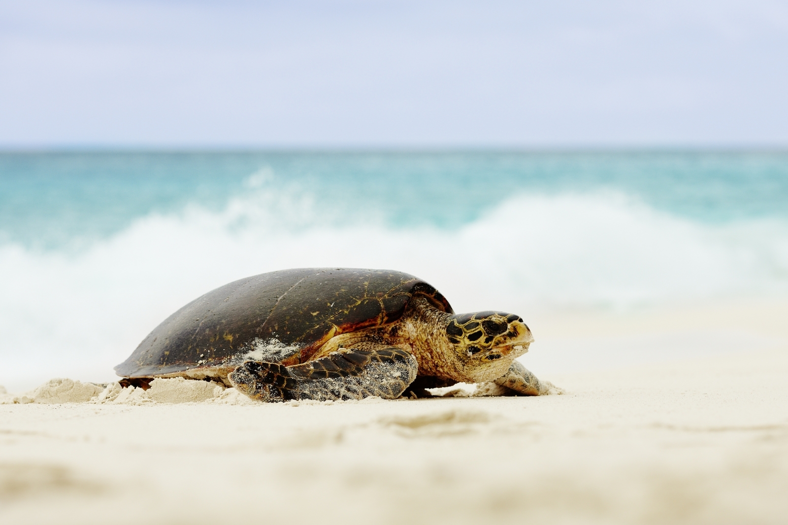turtle at Fregate Island, Seychelles