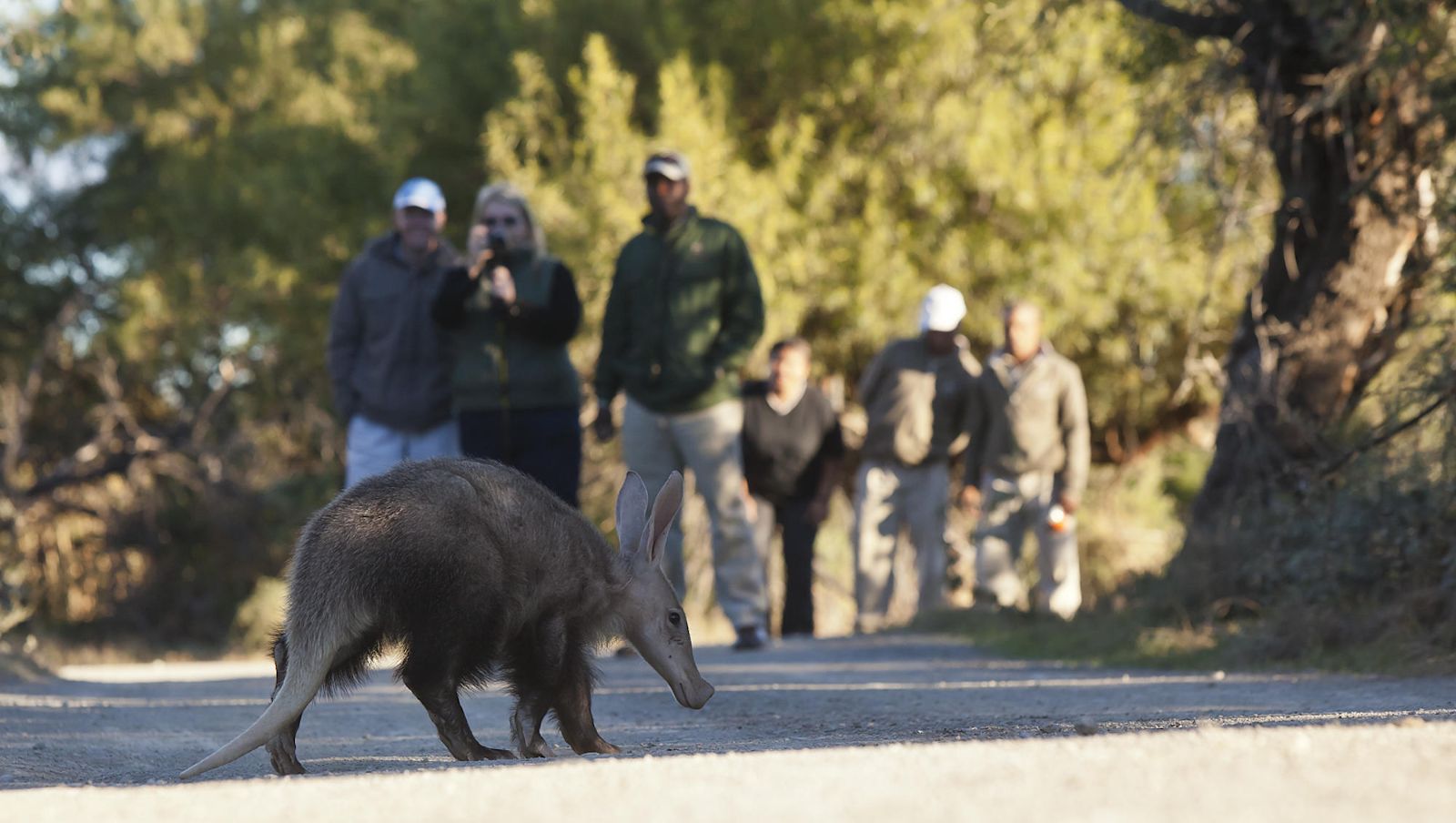 Guests on a guided safari walk, viewing an aardvark during a stay at luxury safari lodge, Samara Karoo in South Africa.