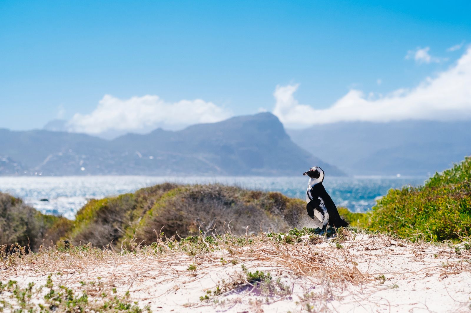 A South African penguin on the beach in Simon's Town, South Africa