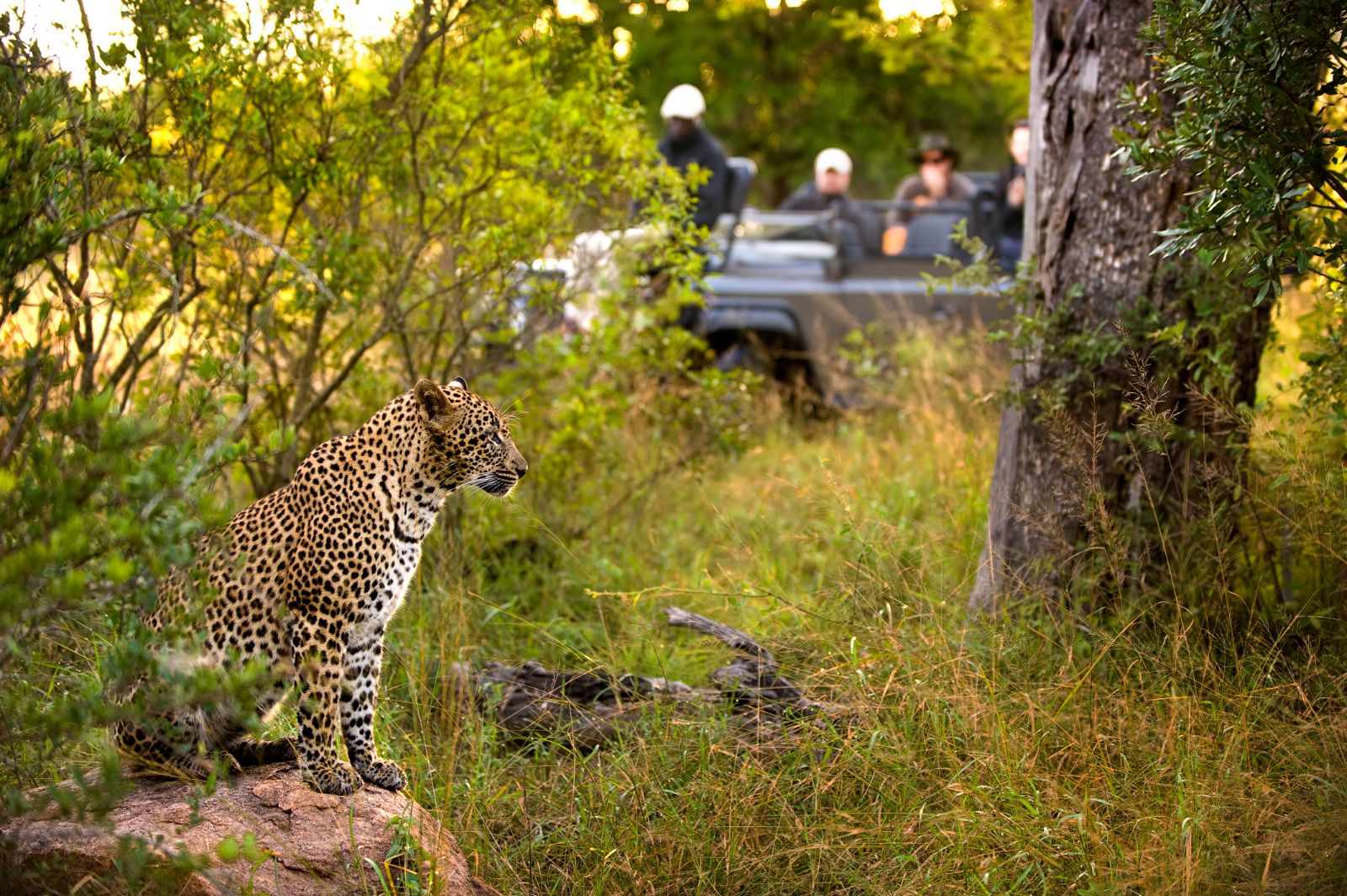 A cheetah spotted on the grounds of Fish Eagle Villa at Lion Sands in the Kruger National Park of South Africa