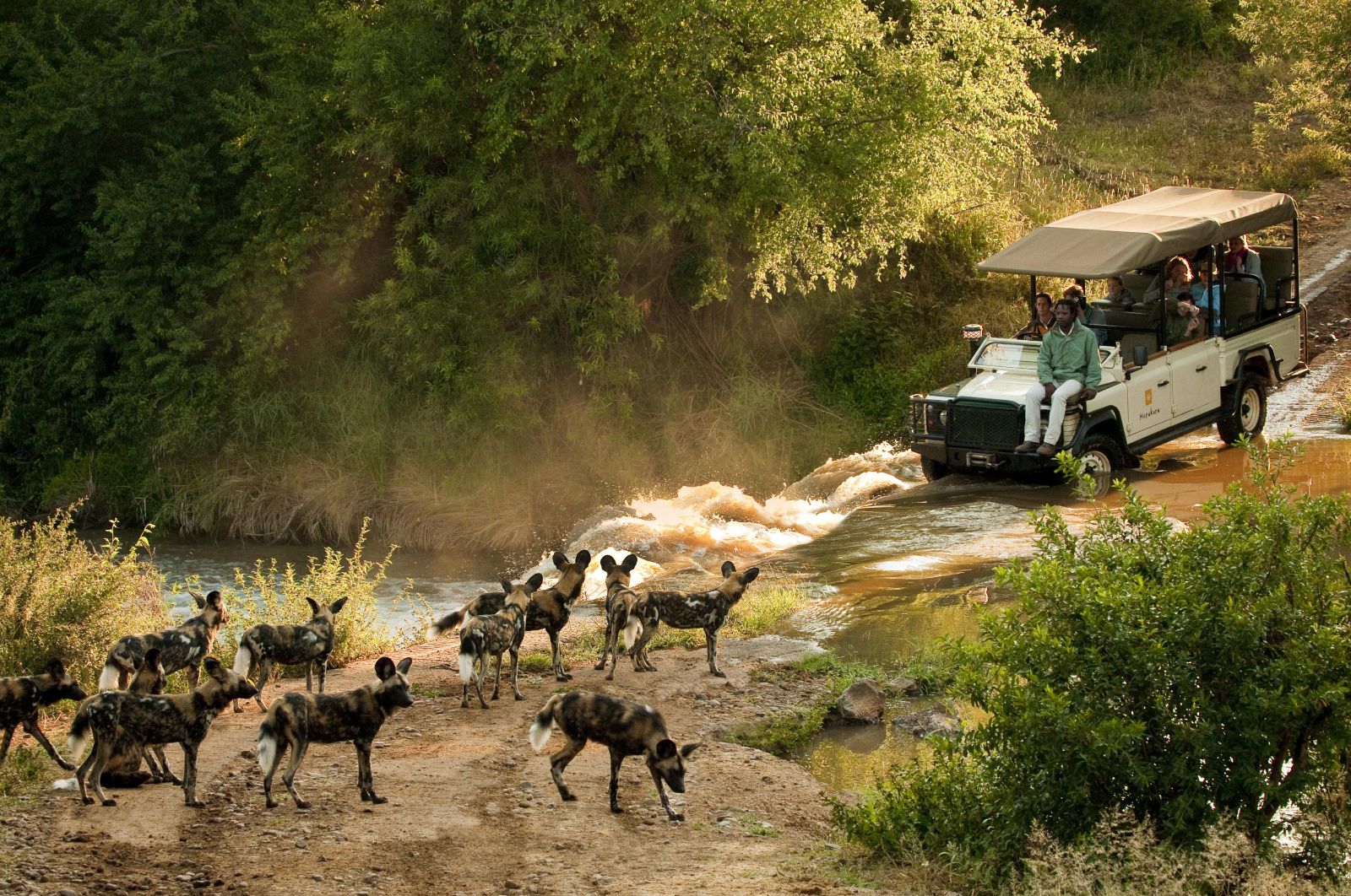 Guests of luxury private house Morukuru River House in the Madikwe Game Reserve in South Africa enjoying a sighting of the rare African Wild Dog