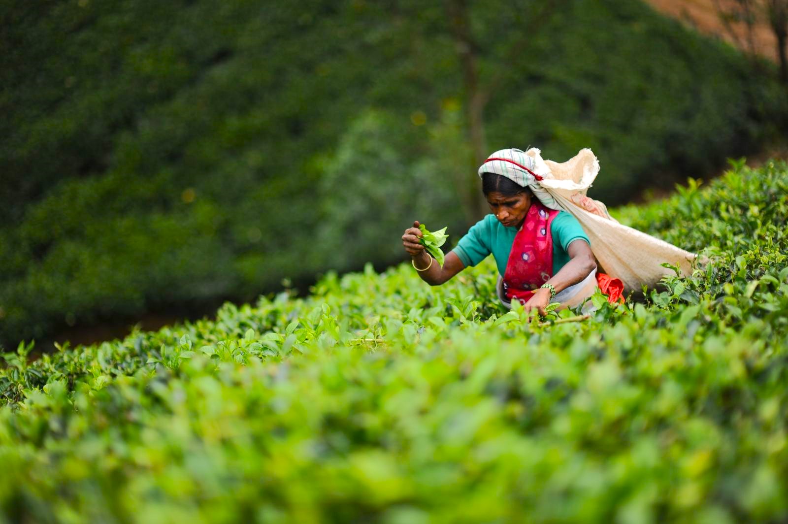 A tea picker near Ceylon tea Trails in Sri Lanka's tea country