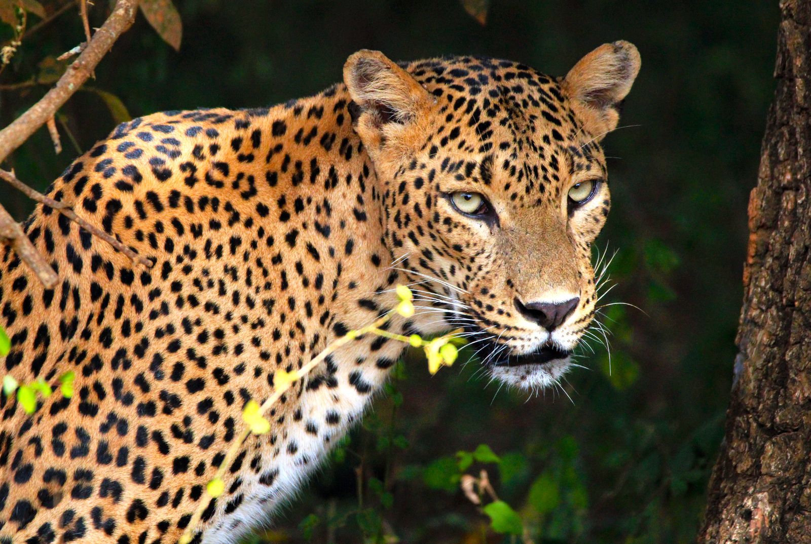 A leopard spotted in Yala National Park