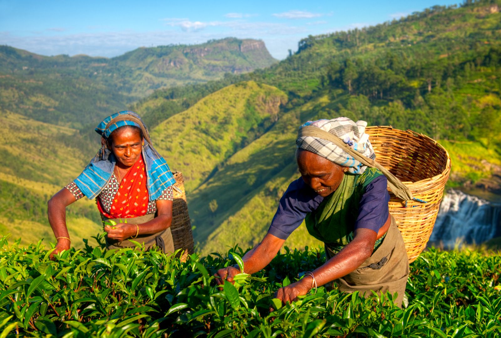 Tea pickers at work in Sri Lanka's Tea Country