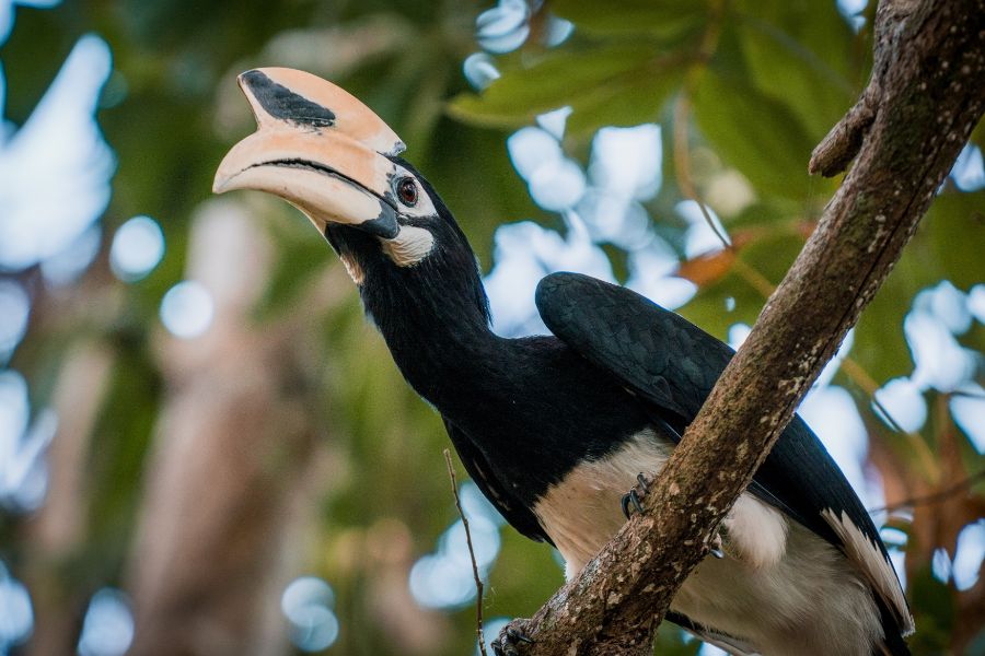 A hornbill perking in a tree